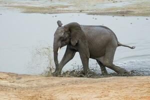 Elephants at Hwange national Park, Zimbabwe photo