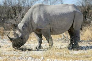 rinoceronte en etosa nacional parque, Namibia foto