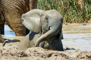 Elephants in addo National Park, South Africa photo