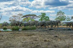 elefantes a hwange nacional parlamentar, Zimbabue foto