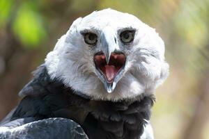 Harpy Eagle in Columbia South America photo