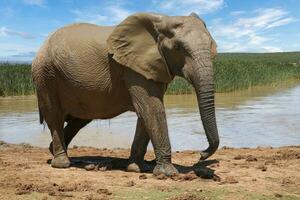 elefantes en addo nacional parque, sur África foto