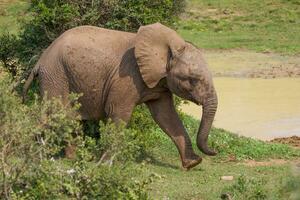 Elephants at Addo National Park, South Africa photo