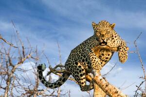 a leopard is sitting on a tree branch photo