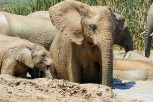 elefantes en addo nacional parque, sur África foto