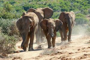 elefantes en addo nacional parque, sur África foto