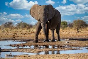 elefante en etosa nacional parque, Namibia foto