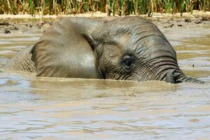 Elephants in addo National Park, South Africa photo