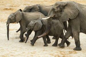 Elephants at Hwange national Park, Zimbabwe photo