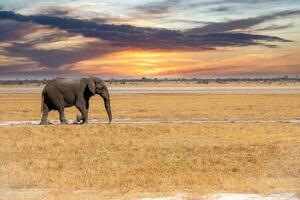 elefante a etosha nacional parque, Namibia foto