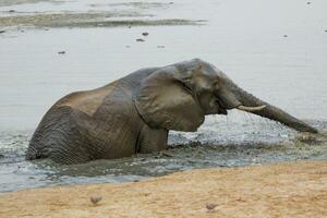 Elephants at Hwange national Parl, Zimbabwe photo