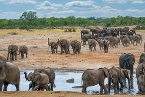 Elephants at Hwange national Park, Zimbabwe photo