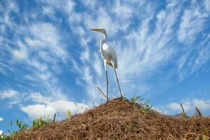 Great Egret in Mompox Colombia photo