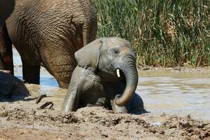 Elephants in addo National Park, South Africa photo