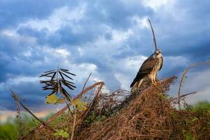 Falcon in Mompox Colombia photo