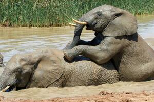 Elephant in ethosa national park, Namibia photo