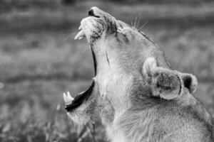 a lion yawning in black and white photo