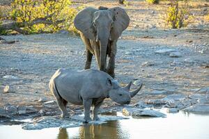 rinoceronte y elefante a etosha nacional parque, Namibia foto