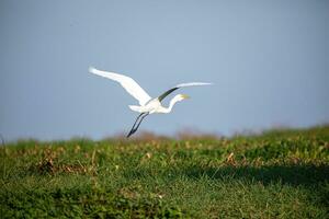 Great Egret in mompox Colombia photo