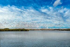 Flamingoes at bird paradise, walvis bay, namibia photo