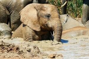 elefantes en addo nacional parque, sur África foto