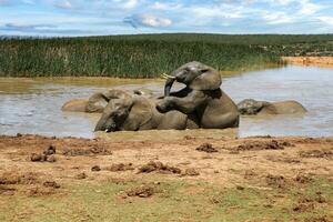 Elephants in addo National Park, South Africa photo