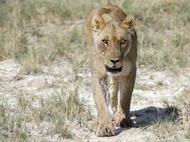 un león caminando en el césped foto