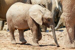 Elephant in ethosa national park, Namibia photo