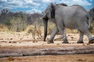 un grande elefante caminando en el suciedad foto