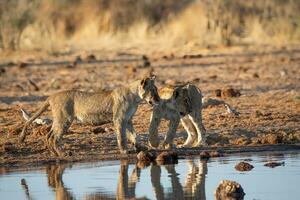 Lions cubs in etosha national park Namibia.tif photo