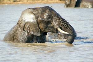 Elephants at Hwange national Park, Zimbabwe photo