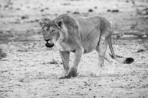leona caminando en el arena foto