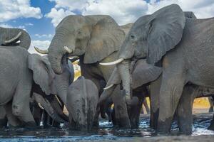 elefante a chobe nacional parque, Botswana foto