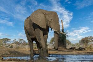 elephant at chobe national park, Botswana photo