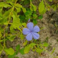 Small flowers and green leaves in tropical countries photo