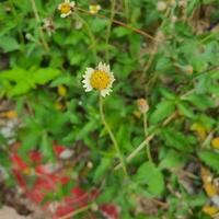 Cute and colorful flowers with green leaves in a tropical country. photo