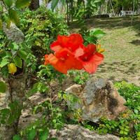 Small flowers and green leaves in tropical countries photo