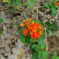 Small flowers and green leaves in tropical countries photo