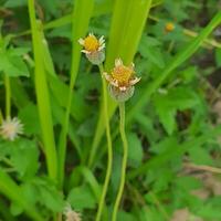 Cute and colorful flower with green leaves in a tropical country. photo