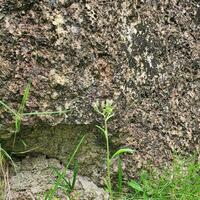 Small flowers and green leaves in tropical countries photo