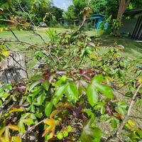 a small plant with green leaves in a tropical country. photo