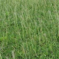 Grass on the meadow in a tropical country during the summer season under the hot sun. photo