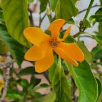 linda y vistoso flor con verde hojas en un tropical país. foto