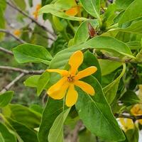 Cute and colorful flower with green leaves in a tropical country. photo