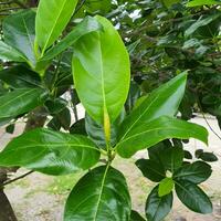 Green leaves in a tropical country under the hot sun. photo