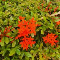 Cute and colorful flowers with green leaves in a tropical country. photo