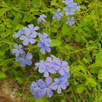 pequeño flores y verde hojas en tropical países foto