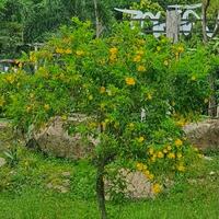 Small flowers and green leaves in tropical countries photo