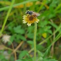 pequeño abeja comiendo flores en un tropical país debajo el caliente Dom. foto