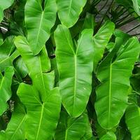 a small plant with green leaves in a tropical country. photo